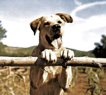 Did Kristi Noem never watch Old Yeller?